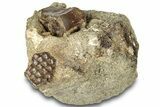 Cretaceous Fossil Vertebra and Turtle Scute in Rock - Montana #313435-1